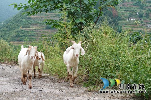 古藺：好生態(tài)變好“錢(qián)景”，高山羊跑出致富加速度(圖3)