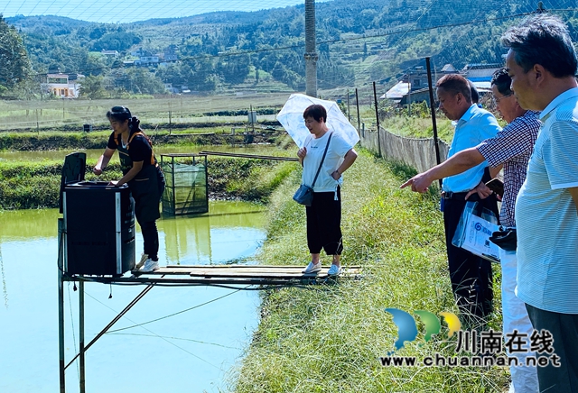 敘永縣高樓村：稻田飼養(yǎng)泥鰍項目，助力鄉(xiāng)村振興(圖2)