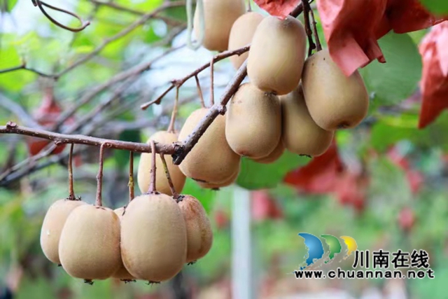 合江縣甘雨鎮(zhèn)：一年四季有亮點，鄉(xiāng)村振興譜新篇(圖4)