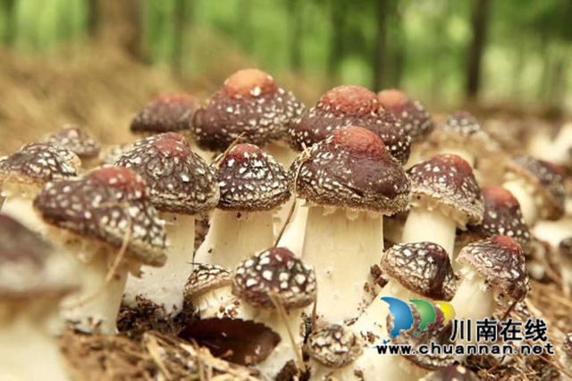 合江縣甘雨鎮(zhèn)：一年四季有亮點，鄉(xiāng)村振興譜新篇(圖5)