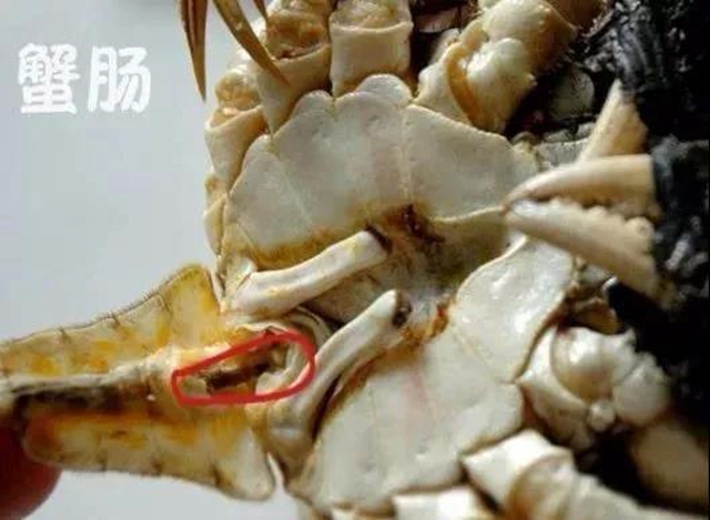 【分享】吃蟹正當(dāng)時，這7類人要管住嘴！(圖6)