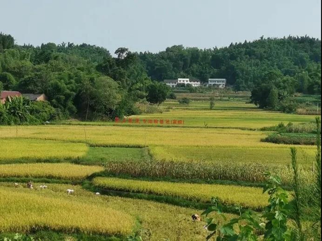 四川五大經(jīng)濟區(qū)“十四五”規(guī)劃出爐，自貢要干這些大事！(圖6)