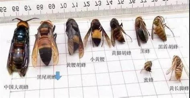 13人慘遭意外襲擊，如果你遇到了要這樣自救(圖5)
