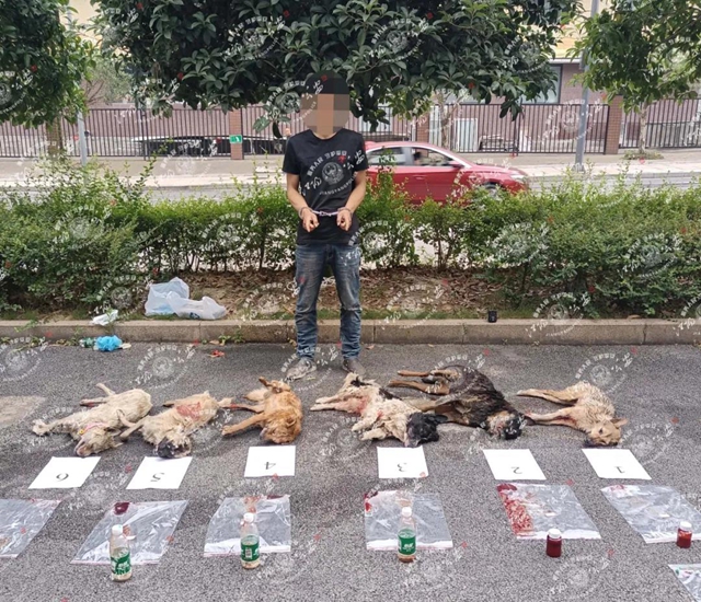 瀘州多人痛失愛犬，7名嫌疑人已被抓，作案手段殘忍……(圖1)