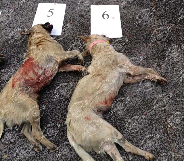 瀘州多人痛失愛犬，7名嫌疑人已被抓，作案手段殘忍……(圖3)