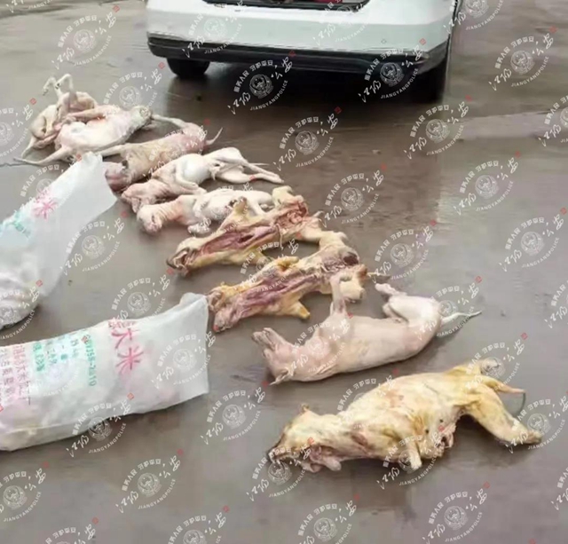 瀘州多人痛失愛犬，7名嫌疑人已被抓，作案手段殘忍……(圖6)