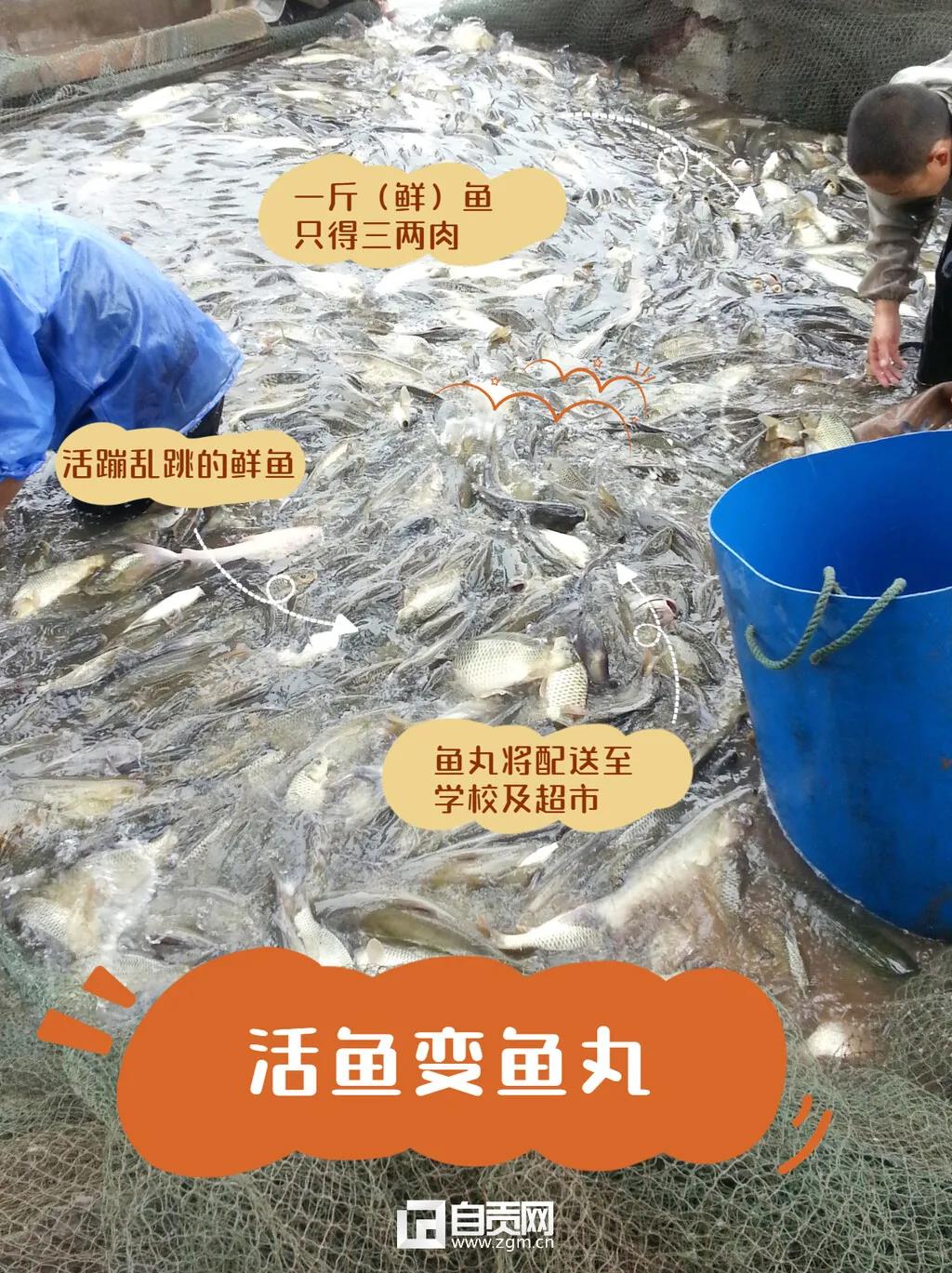 瞄準(zhǔn)市場(chǎng)空白，自貢這家企業(yè)把魚(yú)做出“新花樣”！