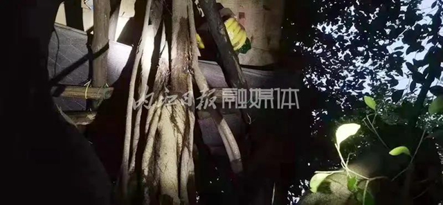 “野外生存”？隆昌兩小孩樹上生活兩天兩夜，背后讓人深思——
