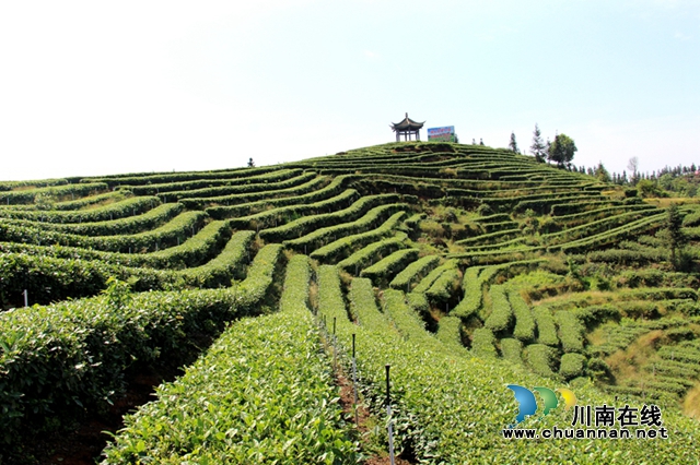 納溪：“數(shù)字+茶園”助推百億茶產(chǎn)業(yè)提檔升級(圖2)
