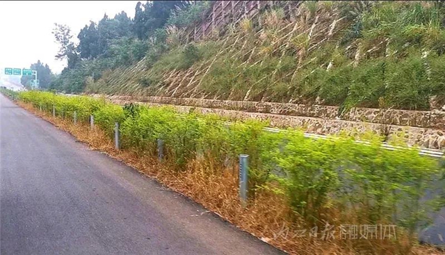 全城關(guān)注！內(nèi)江城市過境高速公路主體即將通車(圖4)
