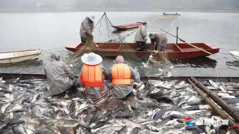 場(chǎng)面震撼！隆昌古宇湖大捕魚(yú)、捕大魚(yú)(圖3)