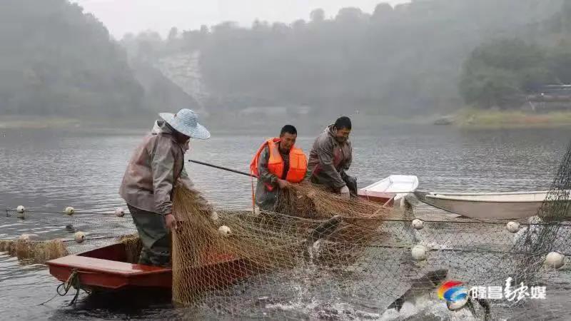 場(chǎng)面震撼！隆昌古宇湖大捕魚(yú)、捕大魚(yú)(圖5)