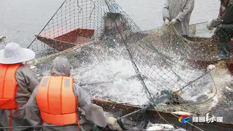 場(chǎng)面震撼！隆昌古宇湖大捕魚(yú)、捕大魚(yú)(圖4)