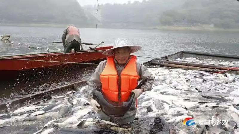 場(chǎng)面震撼！隆昌古宇湖大捕魚(yú)、捕大魚(yú)(圖6)