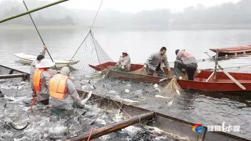 場(chǎng)面震撼！隆昌古宇湖大捕魚(yú)、捕大魚(yú)(圖7)
