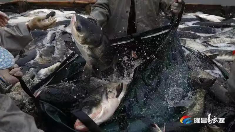 場(chǎng)面震撼！隆昌古宇湖大捕魚(yú)、捕大魚(yú)(圖8)