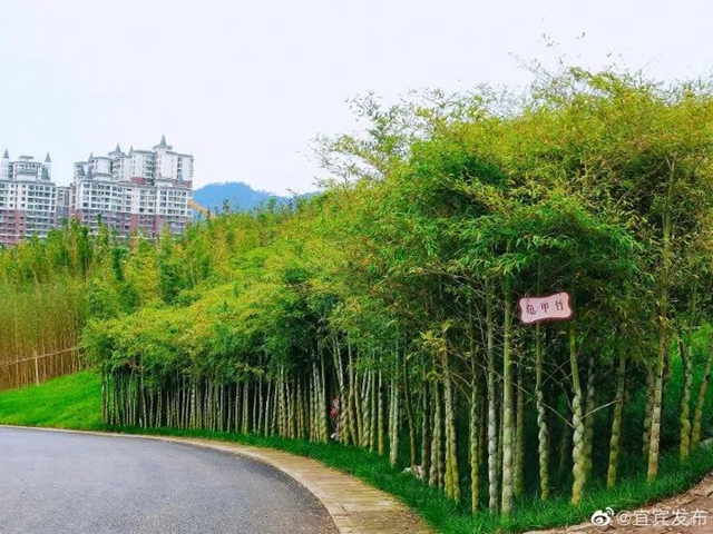 觀竹景、賞竹文、品竹食……快來(lái)領(lǐng)略宜賓最美竹游風(fēng)情！(圖13)