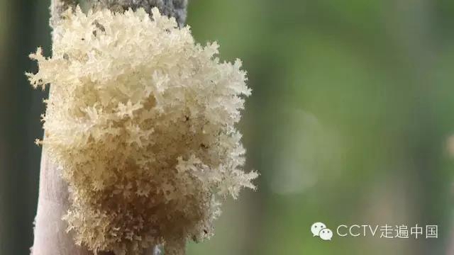 觀竹景、賞竹文、品竹食……快來(lái)領(lǐng)略宜賓最美竹游風(fēng)情！(圖28)