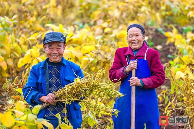 解決三大難題！自貢開創(chuàng)大豆種植新模式(圖3)
