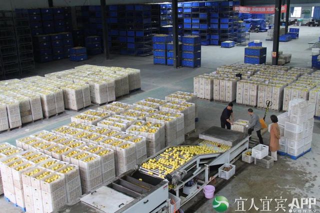 10.16億元！“宜賓造”產(chǎn)品熱銷“雙十一” 宜賓發(fā)布 昨天(圖4)