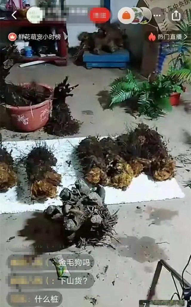 膽大包天！合江石龍鎮(zhèn)一男子直播售賣國家二級保護植物，被網(wǎng)友舉報……(圖2)