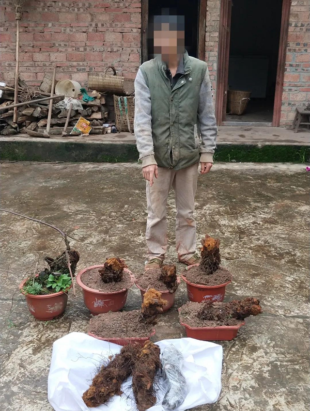 膽大包天！合江石龍鎮(zhèn)一男子直播售賣國家二級保護植物，被網(wǎng)友舉報……(圖5)