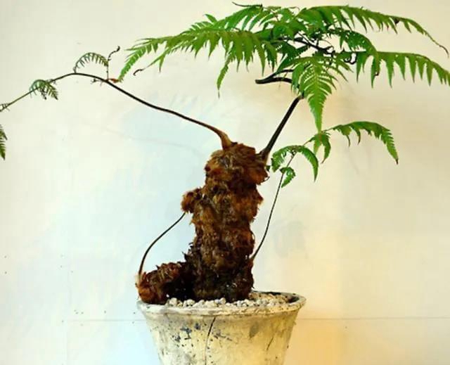 膽大包天！合江石龍鎮(zhèn)一男子直播售賣國家二級保護植物，被網(wǎng)友舉報……(圖6)