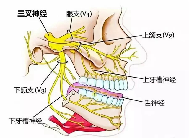 【視頻】三叉神經(jīng)痛痛痛痛痛不停，該如何拯救？趕緊戳進(jìn)來(lái)看！(圖3)