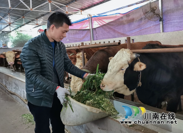 納溪農(nóng)場主趙小波：返鄉(xiāng)生態(tài)養(yǎng)牛，年收入達(dá)150萬元！(圖2)