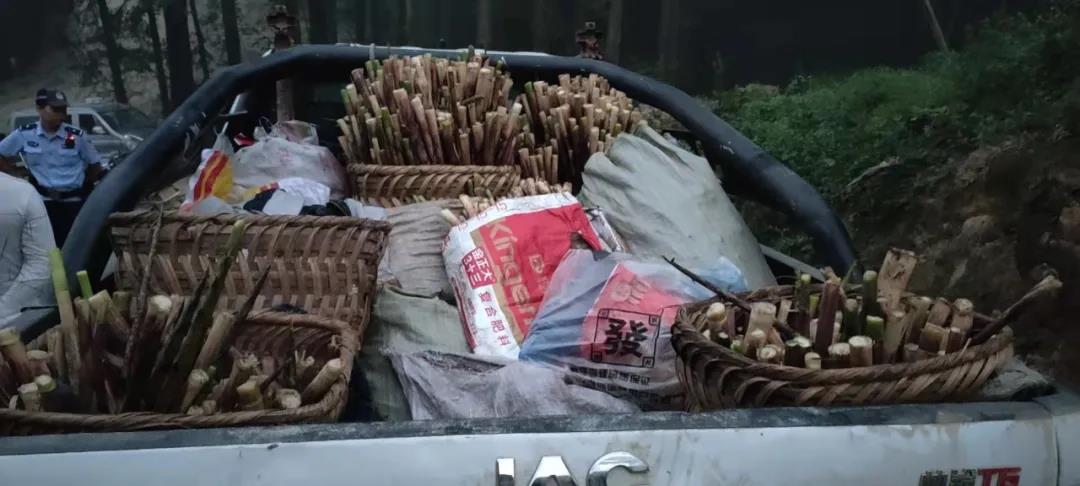 古藺男子開皮卡車偷竹筍被逮個正著！