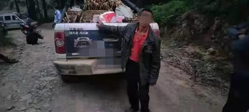 古藺男子開皮卡車偷竹筍被逮個正著！(圖2)