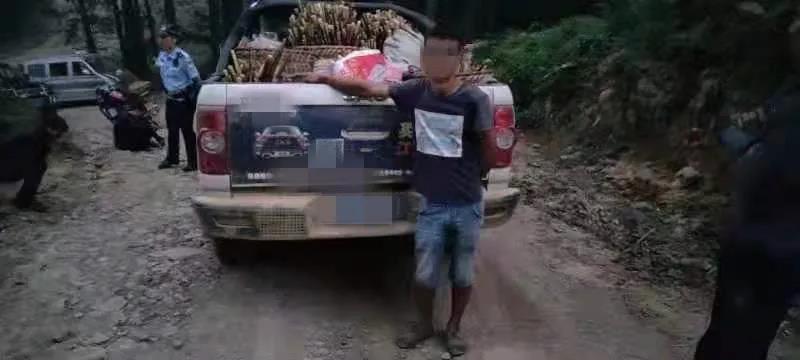 古藺男子開皮卡車偷竹筍被逮個正著！(圖5)