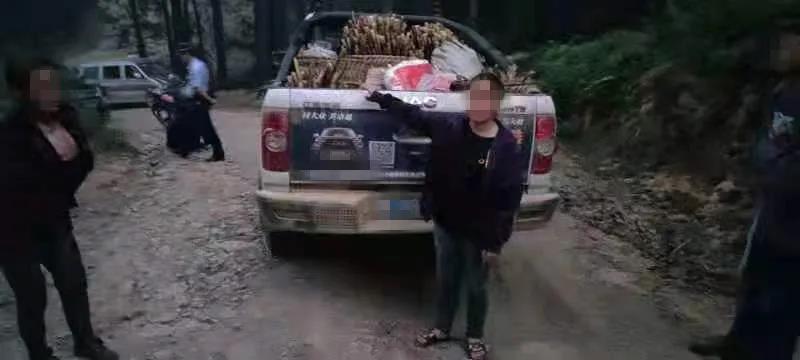 古藺男子開皮卡車偷竹筍被逮個正著！(圖6)