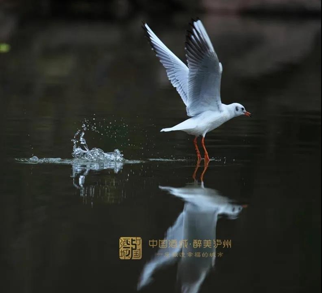 提醒：有人以保護(hù)紅嘴鷗為名兜售鷗糧、非法募捐，瀘州市民切勿上當(dāng)！(圖2)