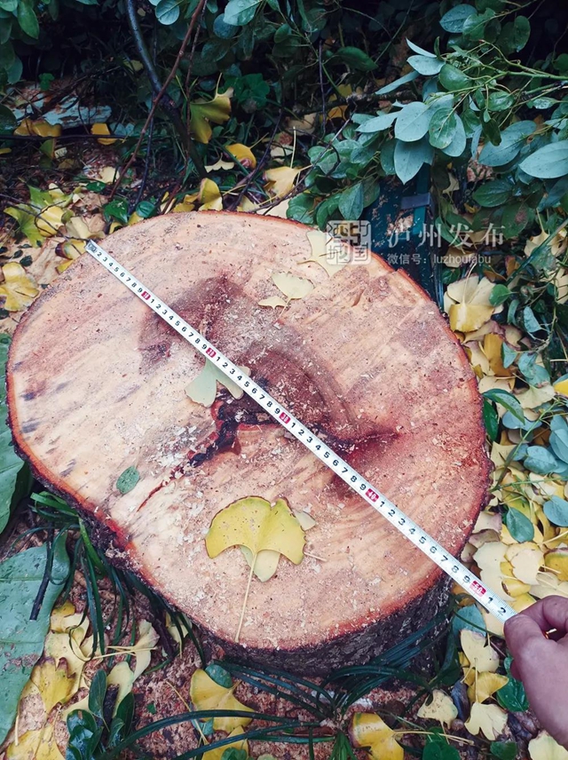 瀘州墨香苑小區(qū)綠化樹(shù)被業(yè)主私自砍伐，城管：同比例恢復(fù)移栽(圖2)