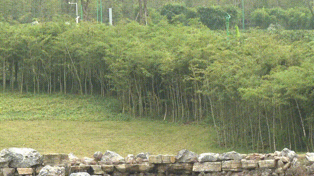 宜賓竹文化博物館12月30日前投用！竹文化生態(tài)公園建設(shè)進入“沖刺期”(圖2)