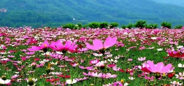 這個3月，四川省第十三屆鄉(xiāng)村文化旅游節(jié)納溪分會場活動來啦~