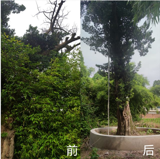 600多歲！自貢這棵老樹(shù)又“逢春”——