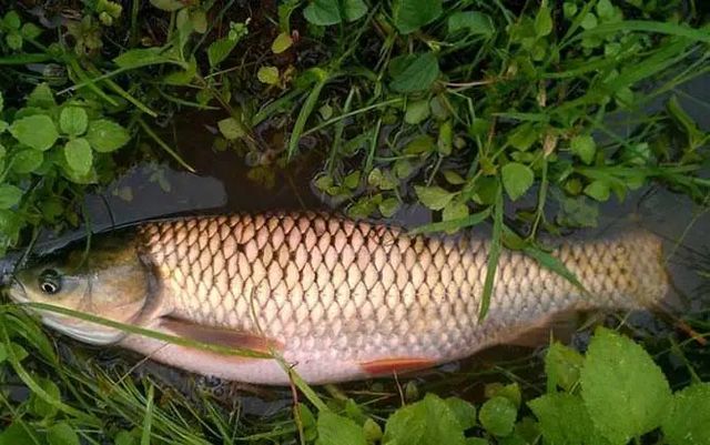 【圍觀】男子生吞魚膽，性命垂危……