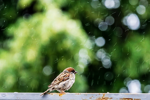 節(jié)氣丨雨水：春風(fēng)化雨，喜迎春歸