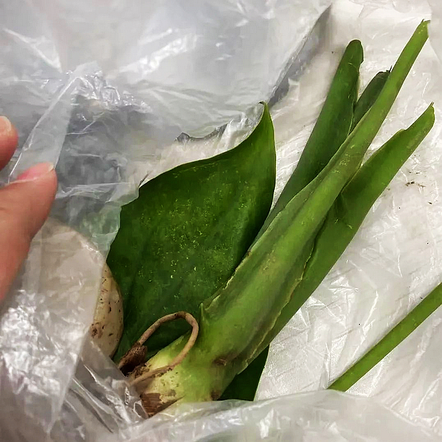【警惕】多例小區(qū)內(nèi)中毒，這種“芋頭”千萬(wàn)別吃別碰