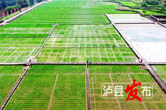 1000余份特殊水稻種子從海南空運(yùn)回瀘縣，這是為何？又有何用？
